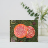 赤天仁田きのこ写真はがき ポストカード (スタンド正面)