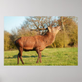 赤威厳のある鹿シカ ポスター (正面)