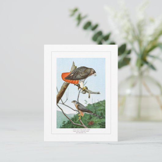 赤尾とクーパーの鷹 ポストカード (スタンド正面)