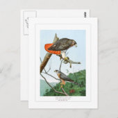 赤尾とクーパーの鷹 ポストカード (正面/裏面)