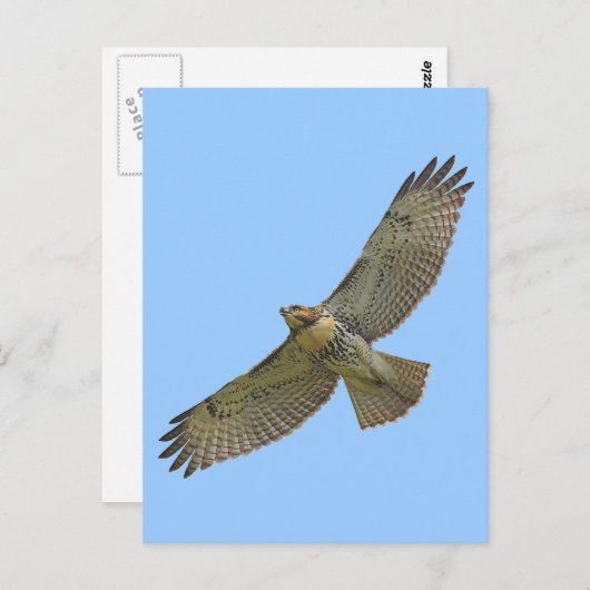 赤尾のソアリングはがき ポストカード (正面/裏面)