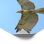 赤尾のソアリング ポスター (角)