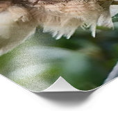 赤尾のタカを攻撃するカリフォルニアスクラブジェイ フォトプリント (角)