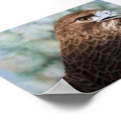 赤尾のタカ ポスター (角)