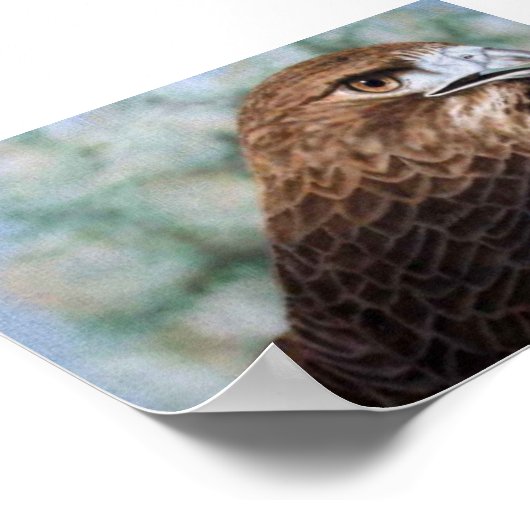 赤尾のタカ ポスター (角)