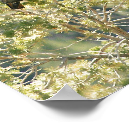 赤尾のタカ ポスター (角)