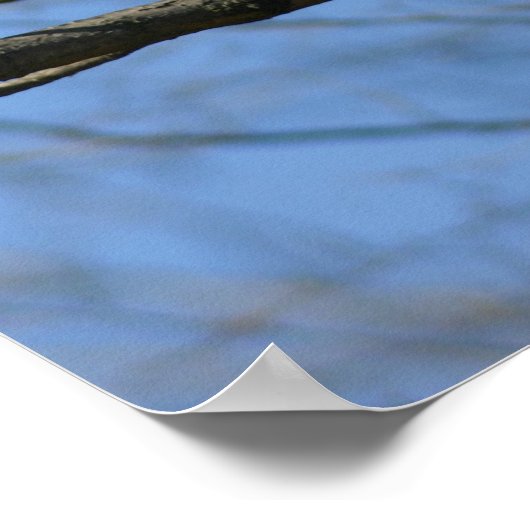 赤尾のタカ ポスター (角)