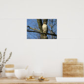 赤尾のタカ ポスター (キッチン)