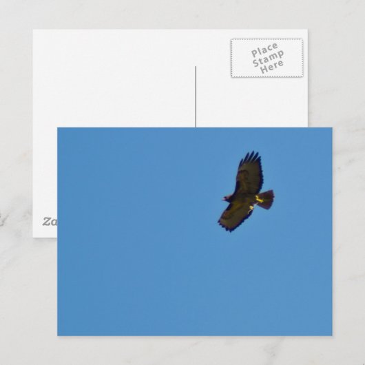 赤尾のタカ ポストカード (正面/裏面)