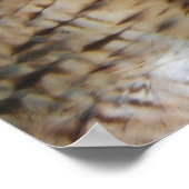 赤尾のホーク・ラプター写真 ポスター (角)