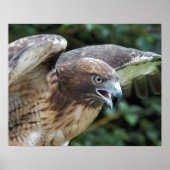 赤尾のホーク・ラプター写真 ポスター (正面)