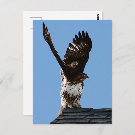 赤尾の鷹が羽を上げた野生動物写真 ポストカード (正面/裏面)
