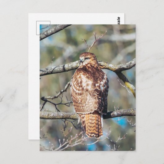 赤尾の鷹のガラスのはがき ポストカード (正面/裏面)