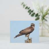 赤尾の鷹はがき ポストカード (スタンド正面)