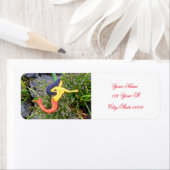 赤尾シレナマーメイド ラベル (インサイチュ)