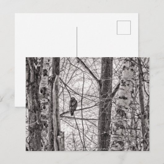 赤尾タカP8443 インビテーションポストカード (正面/裏面)