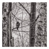 赤尾タカP8443 ポスター (正面)