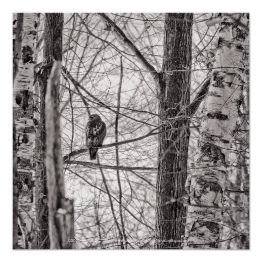 赤尾タカP8443 ポスター (正面)