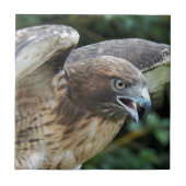 赤尾ホークのラプター写真 タイル (正面)