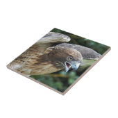 赤尾ホークのラプター写真 タイル (側面)