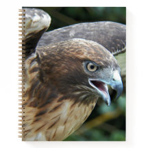 赤尾ホークのラプター写真