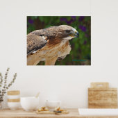 赤尾ホークポートレート ポスター (キッチン)