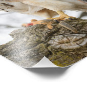 赤尾ホーク狩り フォトプリント            (角)