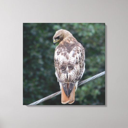 赤尾ホーク（背面）キャンバス印刷 キャンバスプリント (正面)