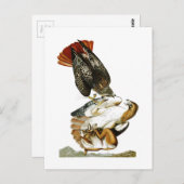 赤尾ホークJohn James Audubon Birds America ポストカード (正面/裏面)
