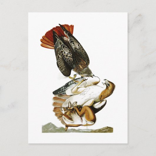 赤尾ホークJohn James Audubon Birds America ポストカード (正面)
