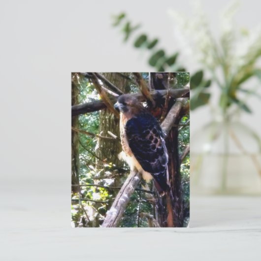 赤尾鷹の枝上での一枚 ポストカード (スタンド正面)