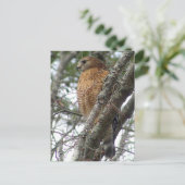 赤尾鷹はがき ポストカード (スタンド正面)