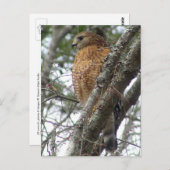 赤尾鷹はがき ポストカード (正面/裏面)