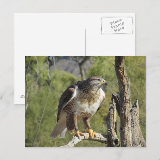 赤尾鷹はがき ポストカード (正面/裏面)