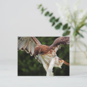 赤尾鷹はがき ポストカード (スタンド正面)