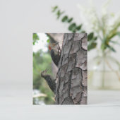 赤帯の男性とはがき ポストカード (スタンド正面)