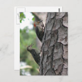 赤帯の男性とはがき ポストカード (正面/裏面)