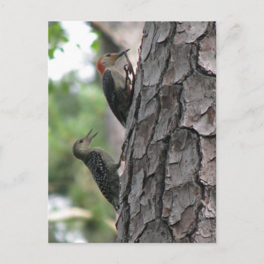 赤帯の男性とはがき ポストカード (正面)