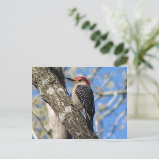 赤帯の男性はがき ポストカード (スタンド正面)