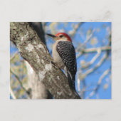 赤帯の男性はがき ポストカード (正面)