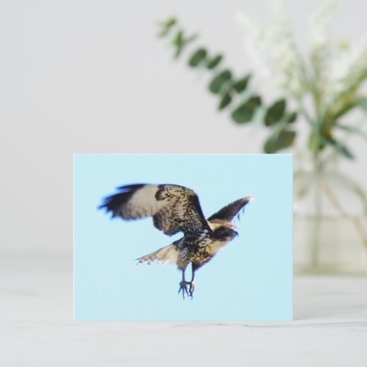 赤後につかれたタカの飛行中にカスタム ポストカード (スタンド正面)