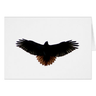 赤後につかれたタカ