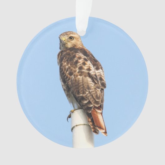 赤後につかれたタカ オーナメント (正面)
