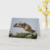 赤後につかれたタカ カード (黄色い花)