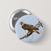 赤後につかれたタカ 缶バッジ (正面&裏面)