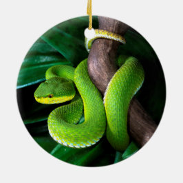 赤後につかれたタケpitviper セラミックオーナメント