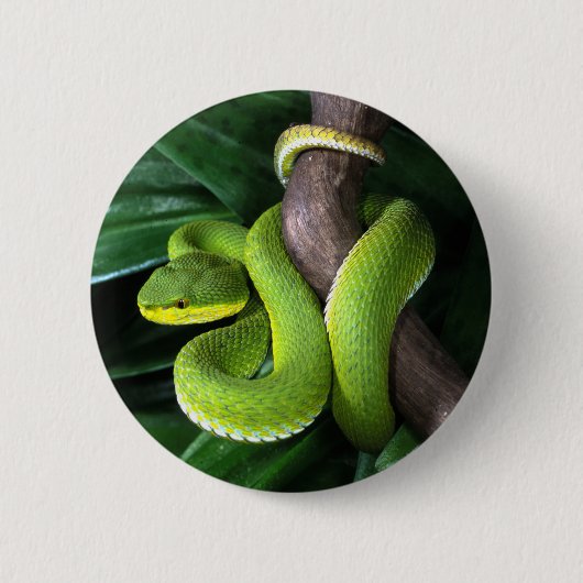 赤後につかれたタケpitviper 缶バッジ (正面)