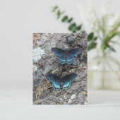 赤斑紫 ポストカード (スタンド正面)