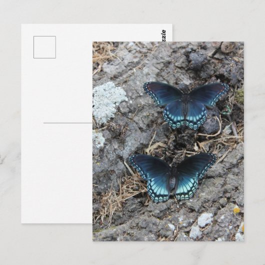 赤斑紫 ポストカード (正面/裏面)