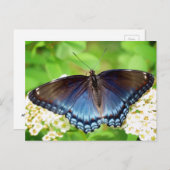 赤斑紫 – 蝶 ポストカード (正面/裏面)